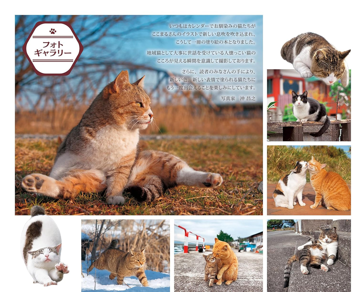 Masayuki Oki's the Free-roaming Cats Coloring Book - Japanese Coloring Book