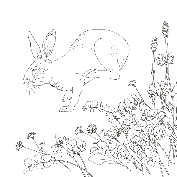 Forest Animals Coloring Book - Japanese Coloring Book