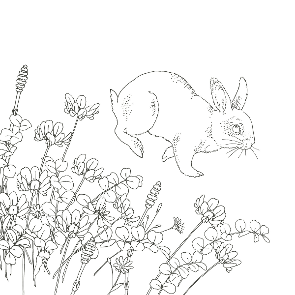 Forest Animals Coloring Book - Japanese Coloring Book