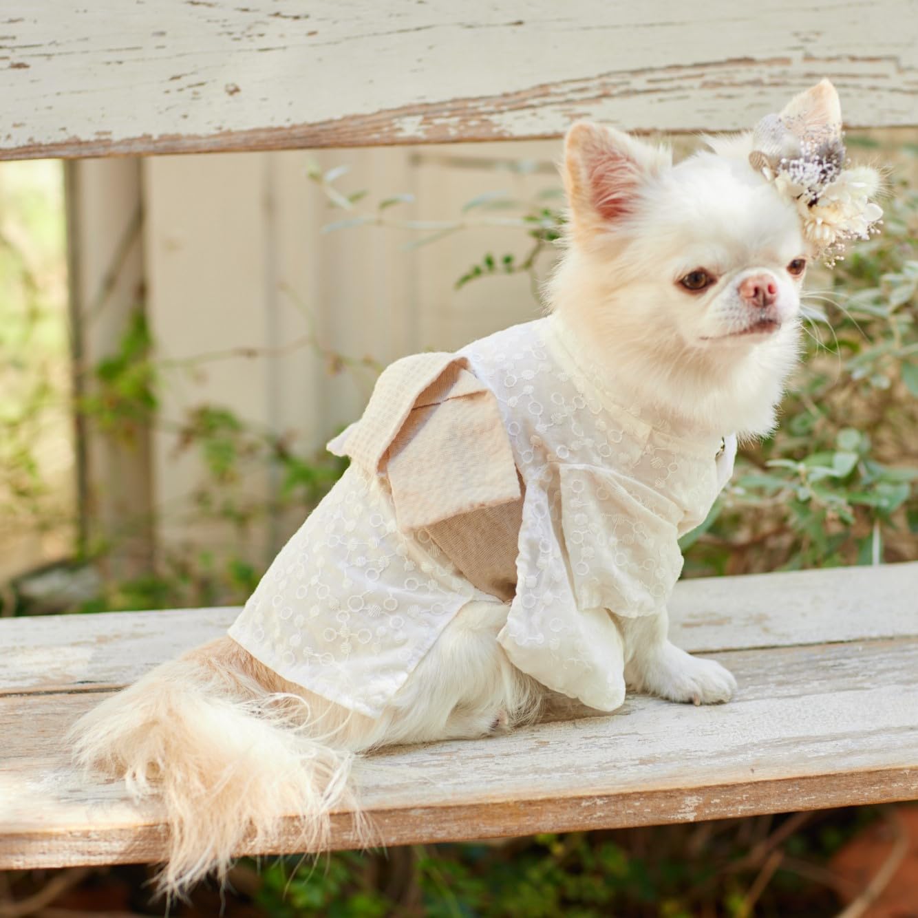 Cute Dog Clothes for Small Dogs - Dog Clothes Pattern Book