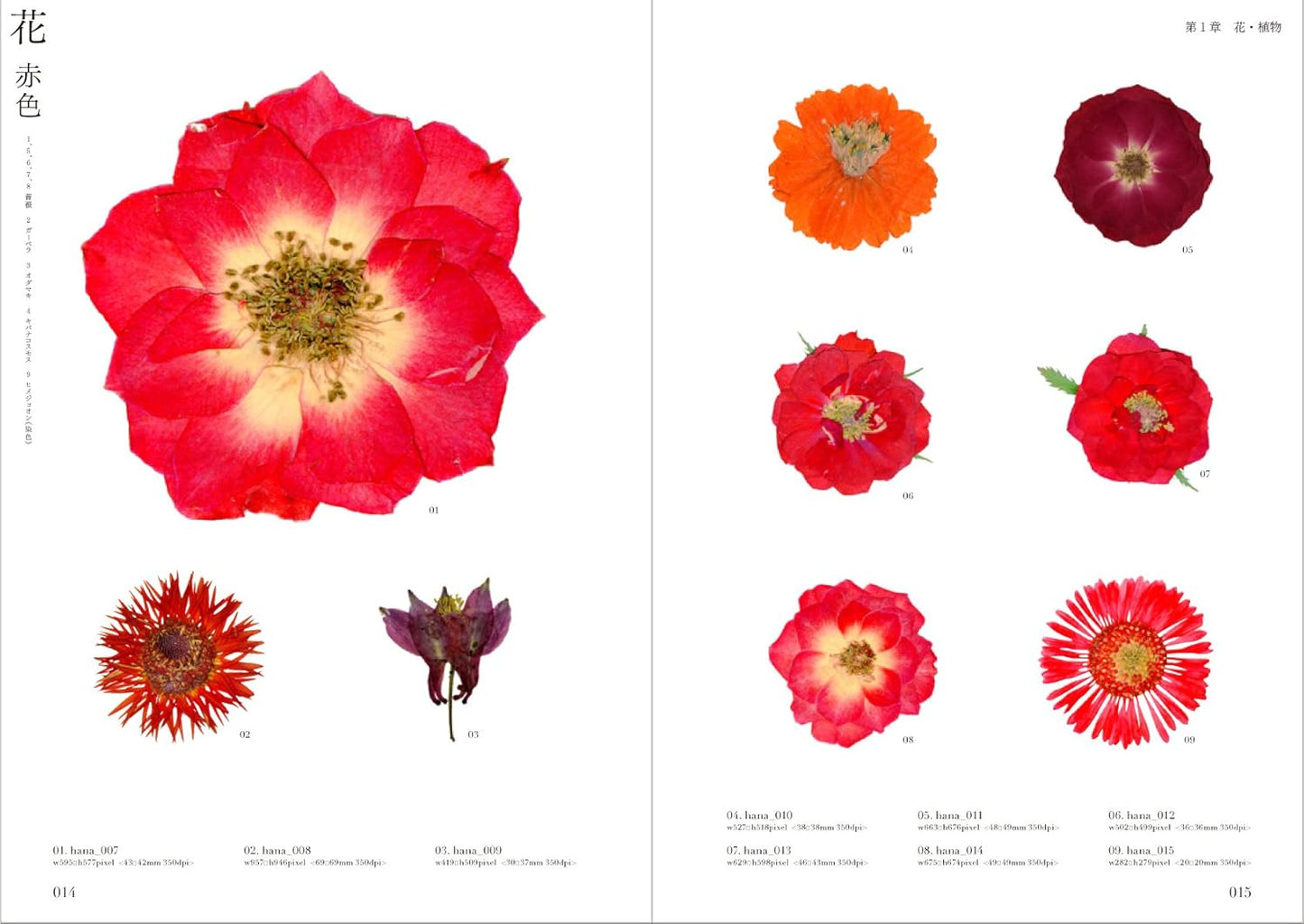 Pressed Flower Materials Collection - Japanese Book