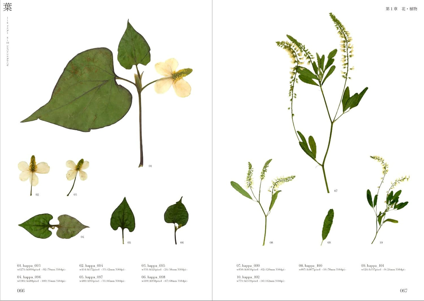 Pressed Flower Materials Collection - Japanese Book