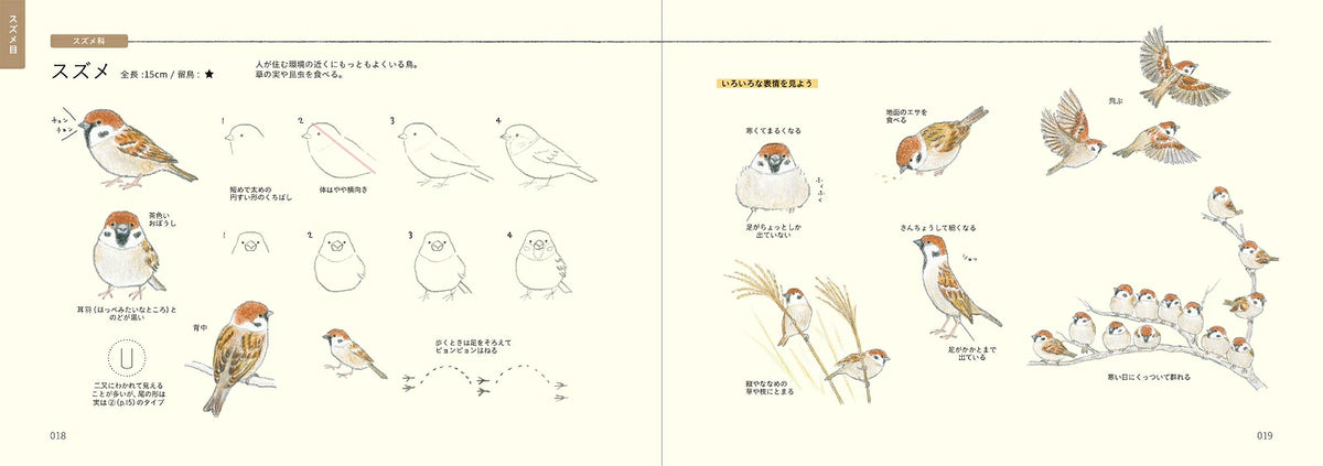 How to Draw Birds Illustration Lesson Book - Japanese Craft Book