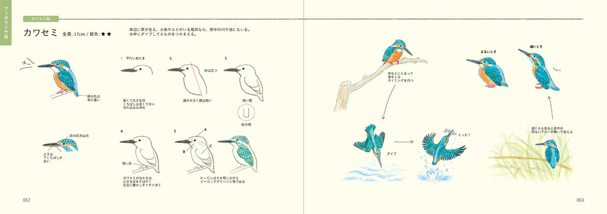 How to Draw Birds Illustration Lesson Book - Japanese Craft Book