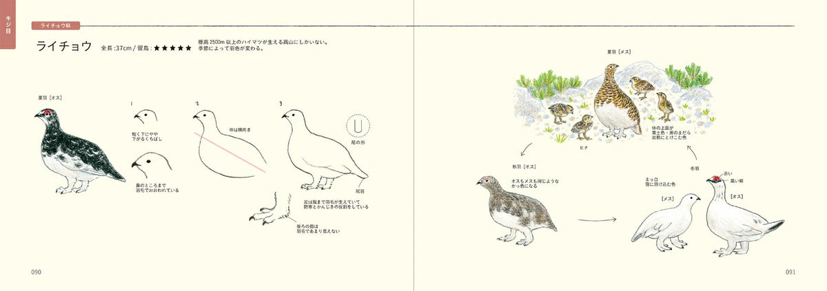 How to Draw Birds Illustration Lesson Book - Japanese Craft Book