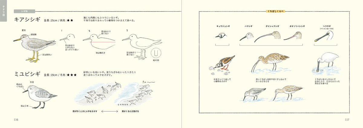 How to Draw Birds Illustration Lesson Book - Japanese Craft Book