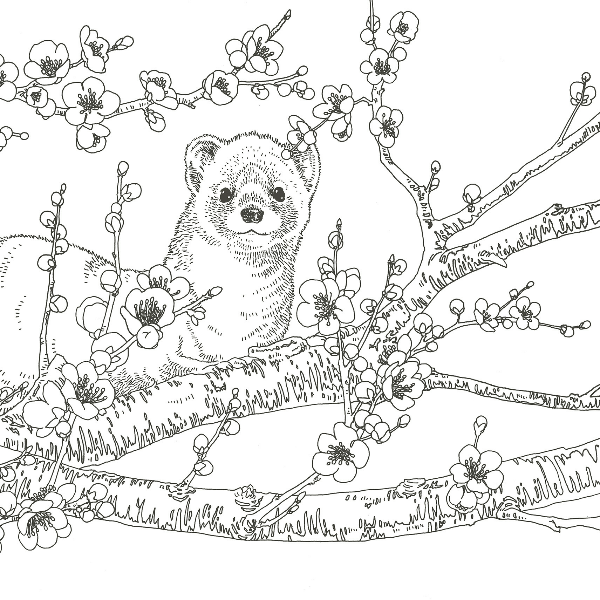 Forest Animals Coloring Book  - Japanese Coloring Book